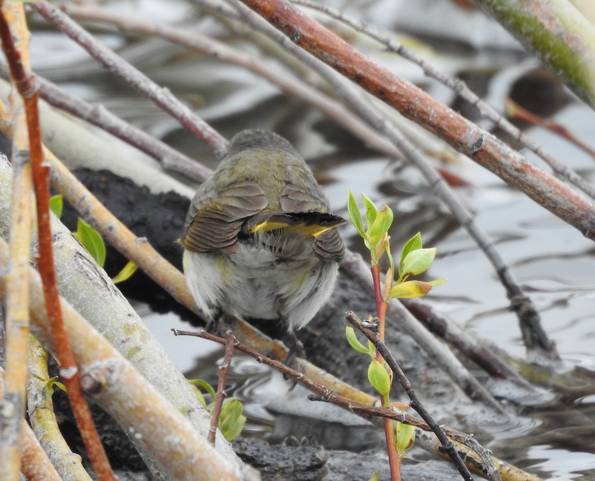 American Redstart - ML341620861