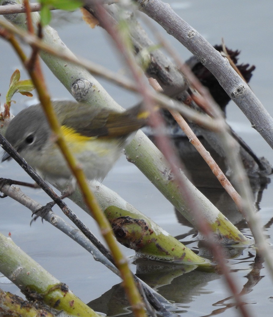 American Redstart - ML341620901