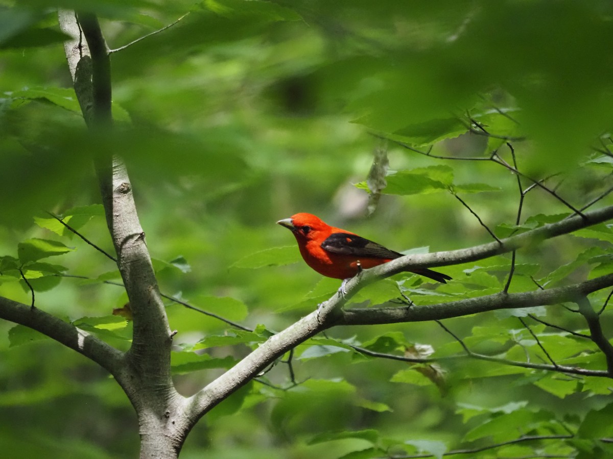 Piranga gorri-beltza - ML341621041