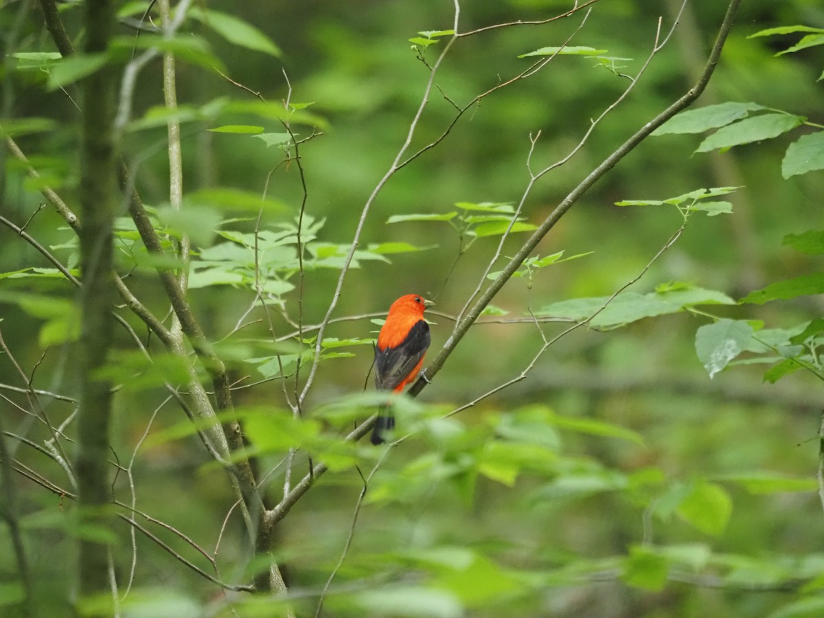 Piranga gorri-beltza - ML341621081