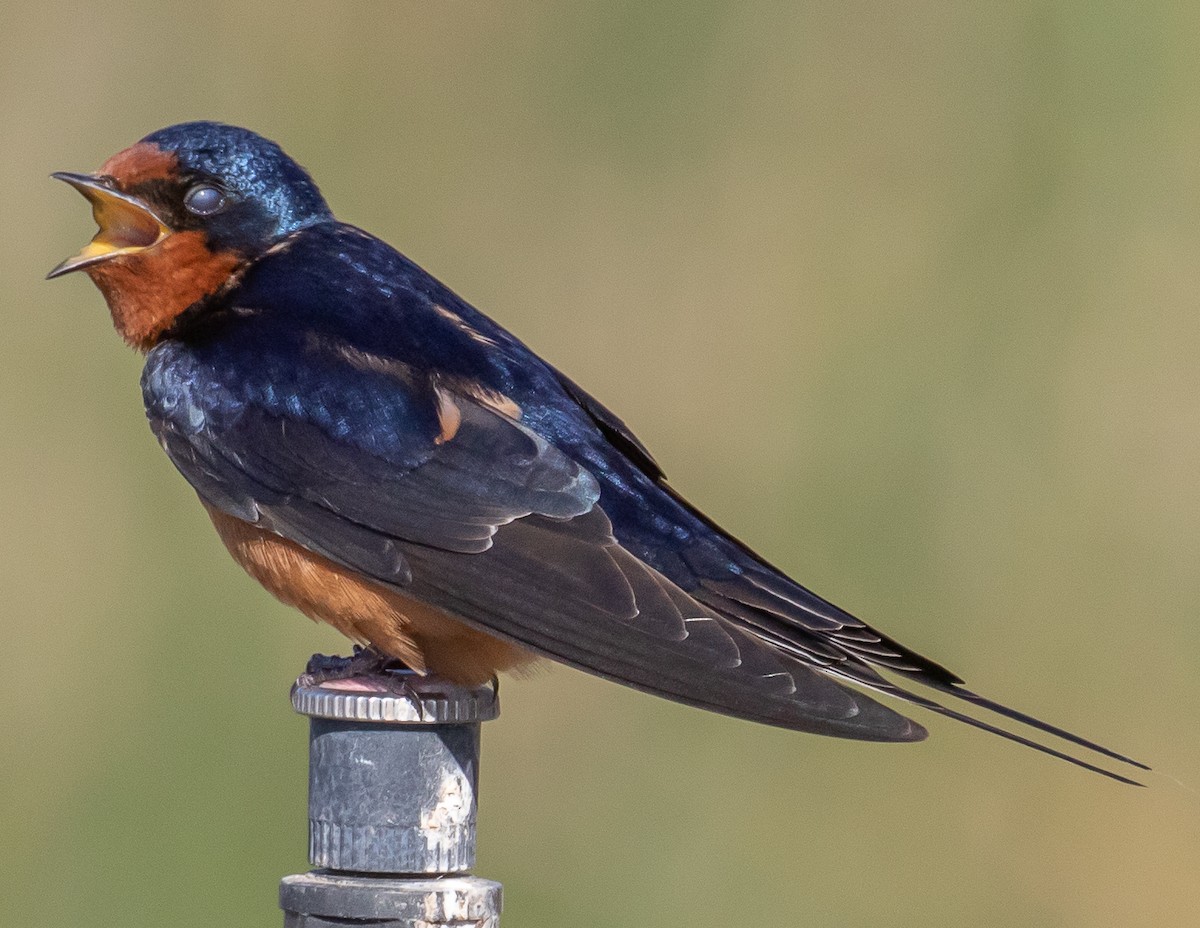 Barn Swallow - Chris Tosdevin