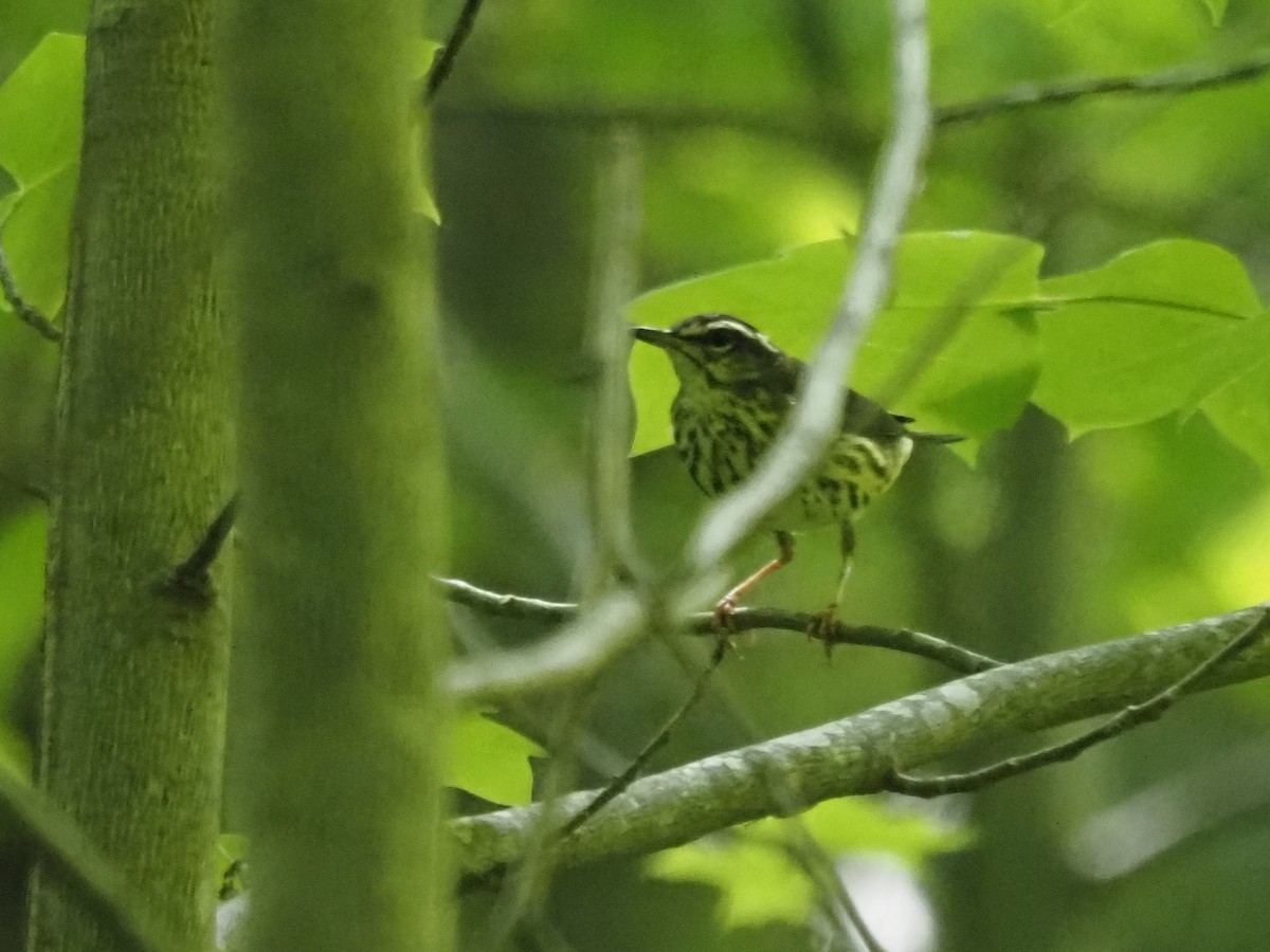 Louisiana Waterthrush - ML341621201