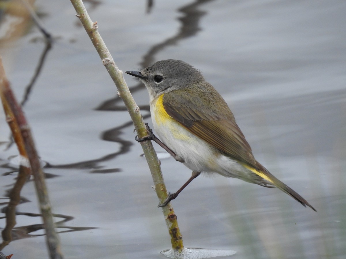 American Redstart - ML341621231