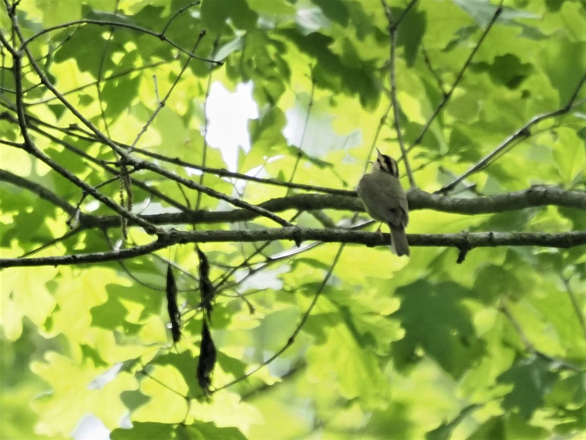 Worm-eating Warbler - ML341621611