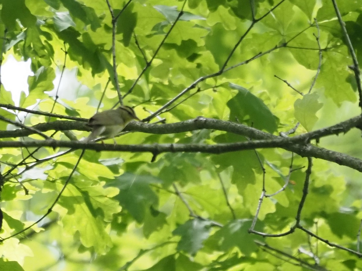 Worm-eating Warbler - ML341621631
