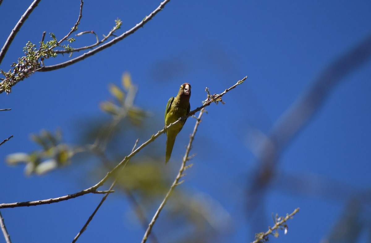 Orange-fronted Parakeet - ML341621841