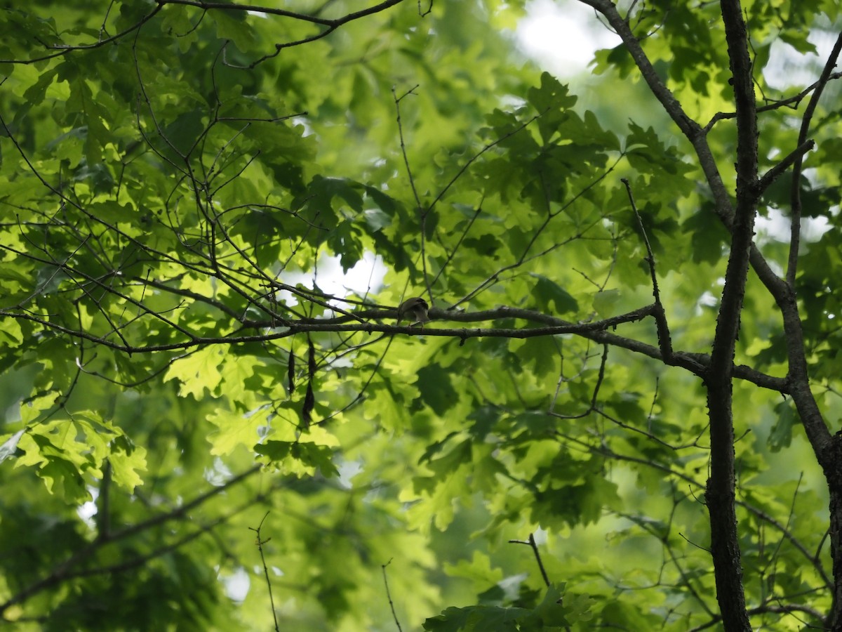 Worm-eating Warbler - ML341622141