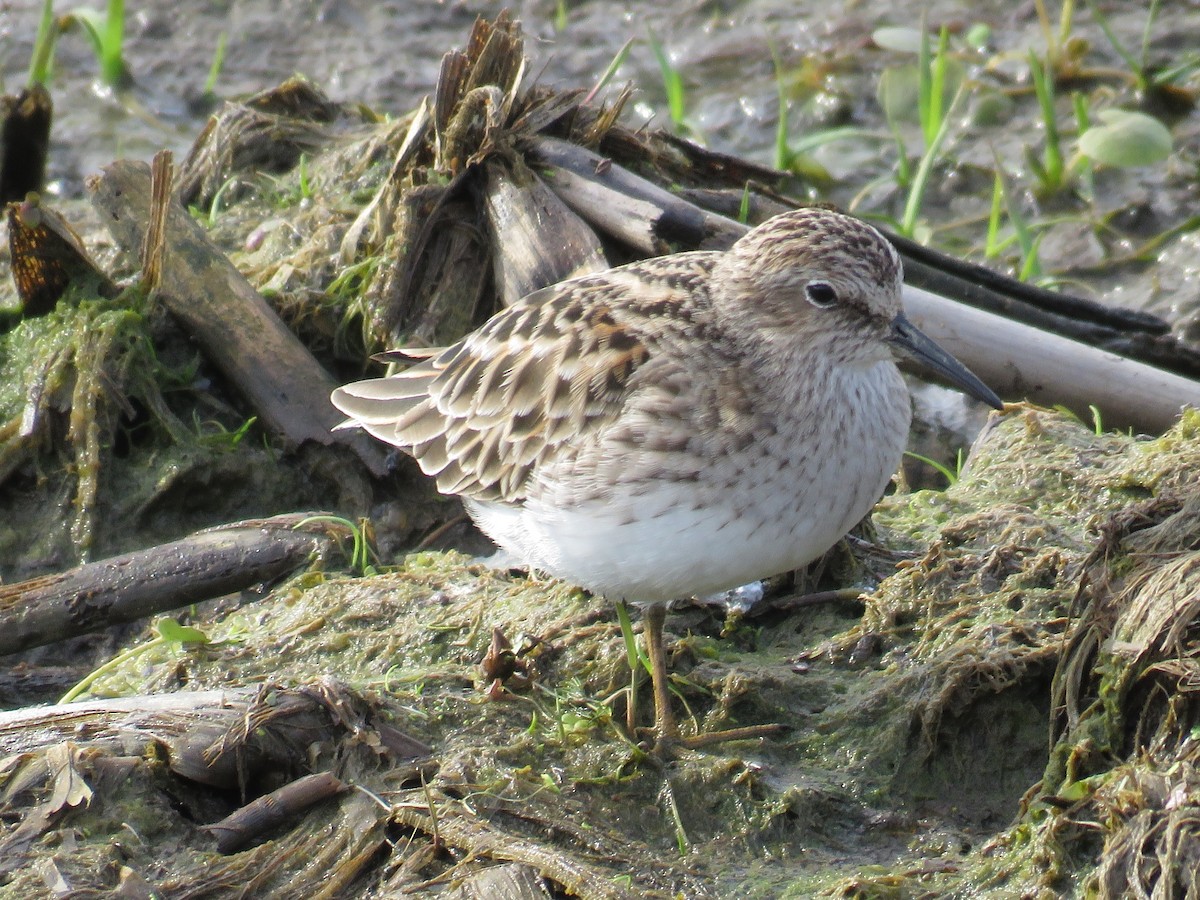 Least Sandpiper - ML341622471