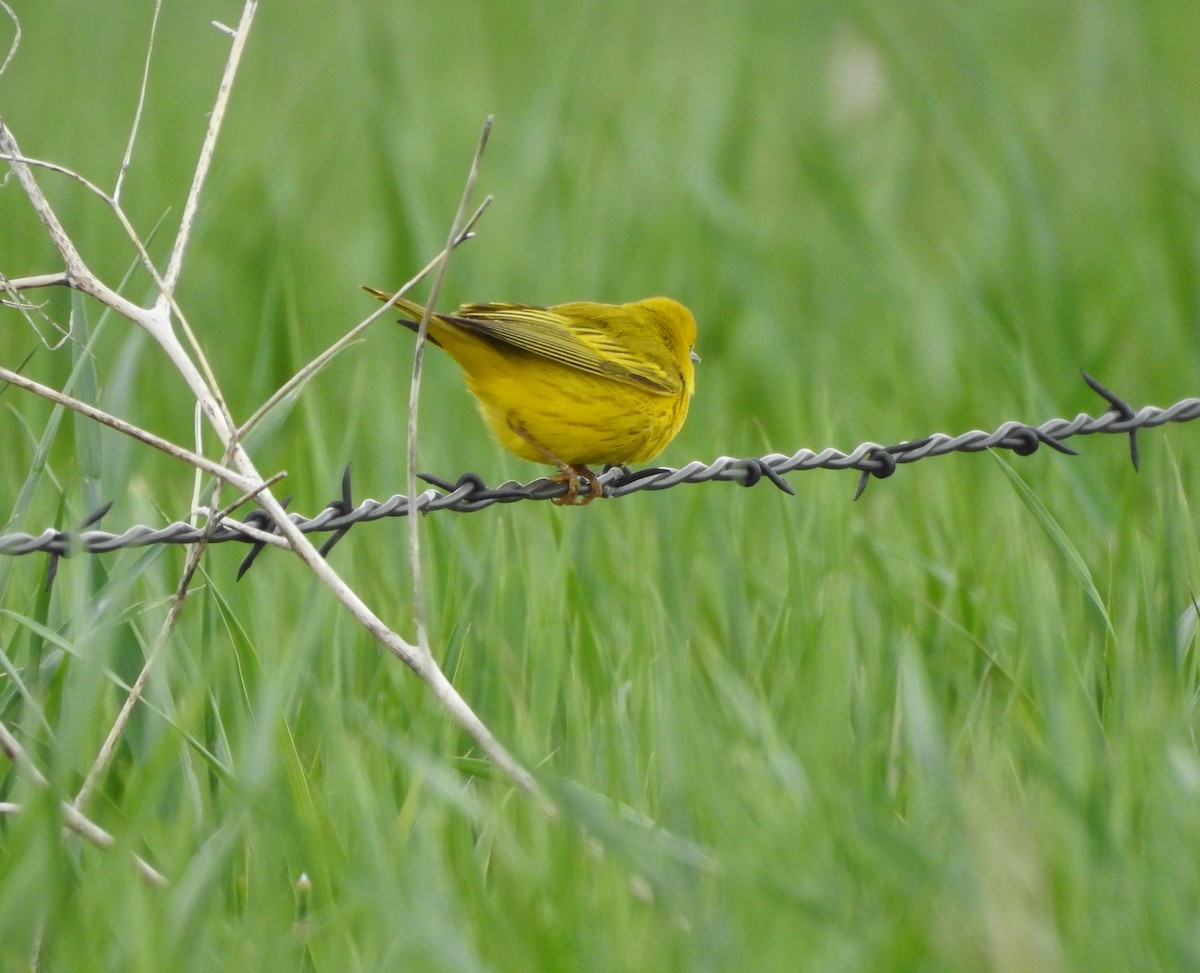 Yellow Warbler - ML341624721