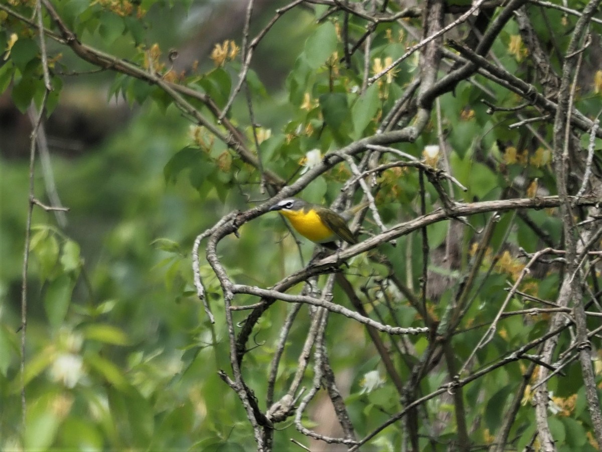 Yellow-breasted Chat - Sarah Preston