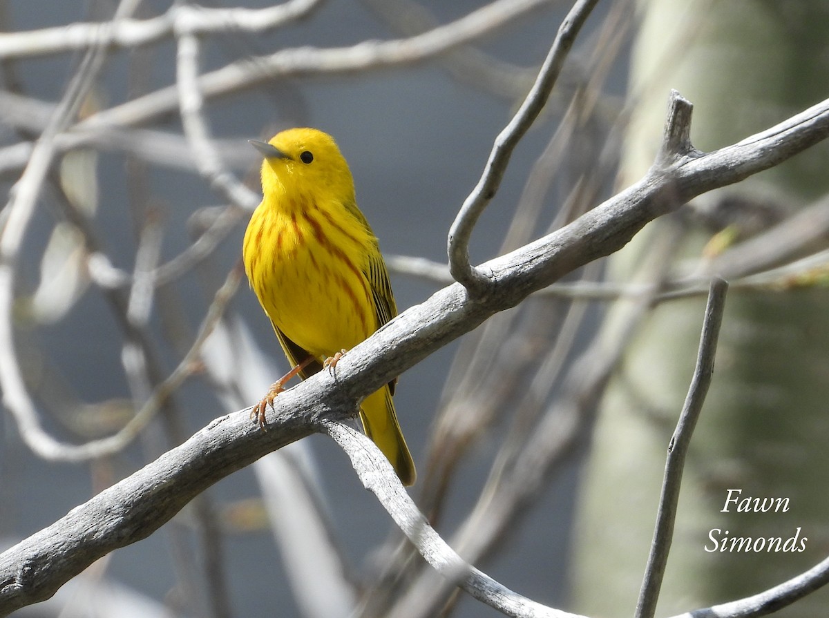 Yellow Warbler - Fawn Simonds