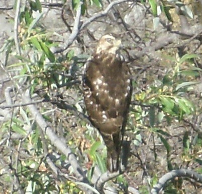 Red-tailed Hawk - ML341624981