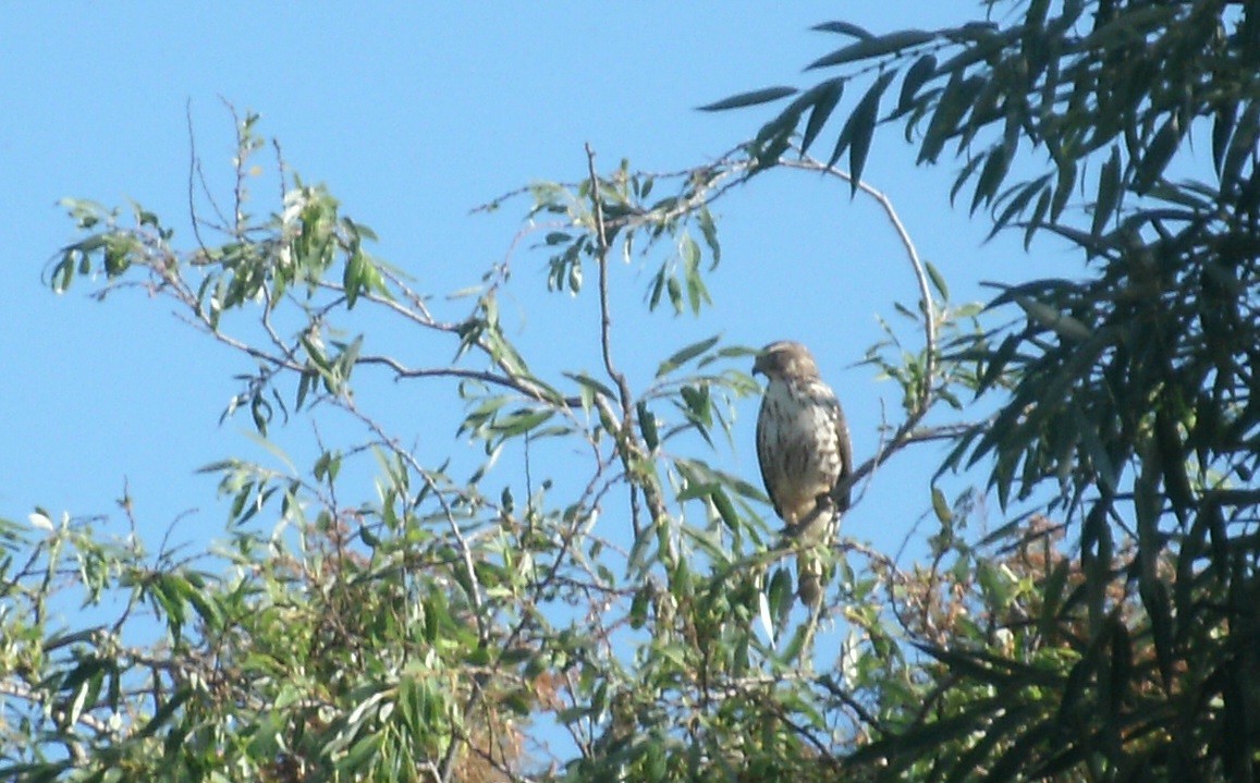 Red-tailed Hawk - ML341625001