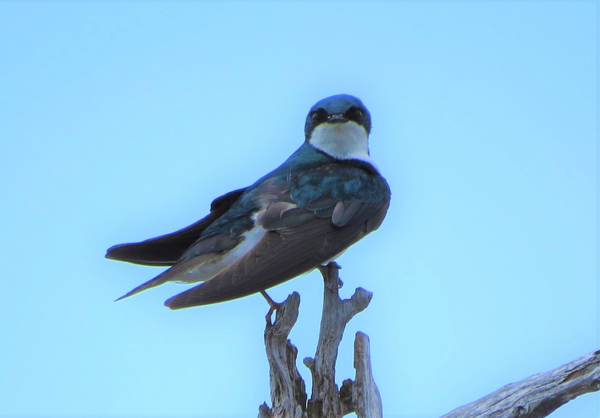 Tree Swallow - MJ Heatherington