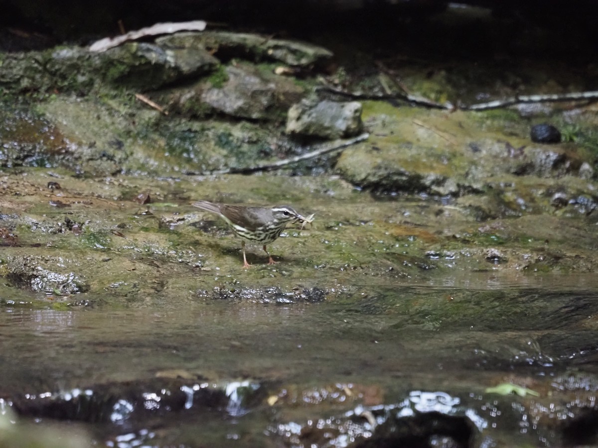Louisiana Waterthrush - ML341626011