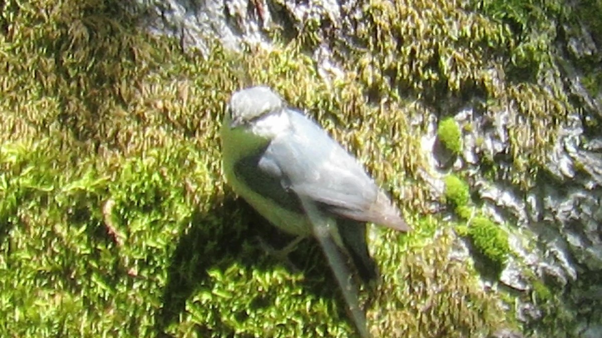 Eurasian Nuthatch - ML341626631