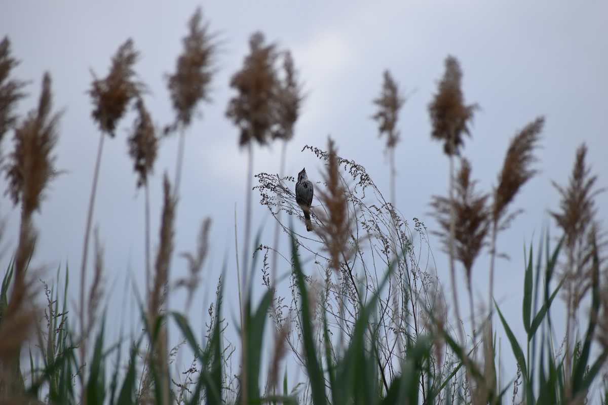 Song Sparrow - ML341627791