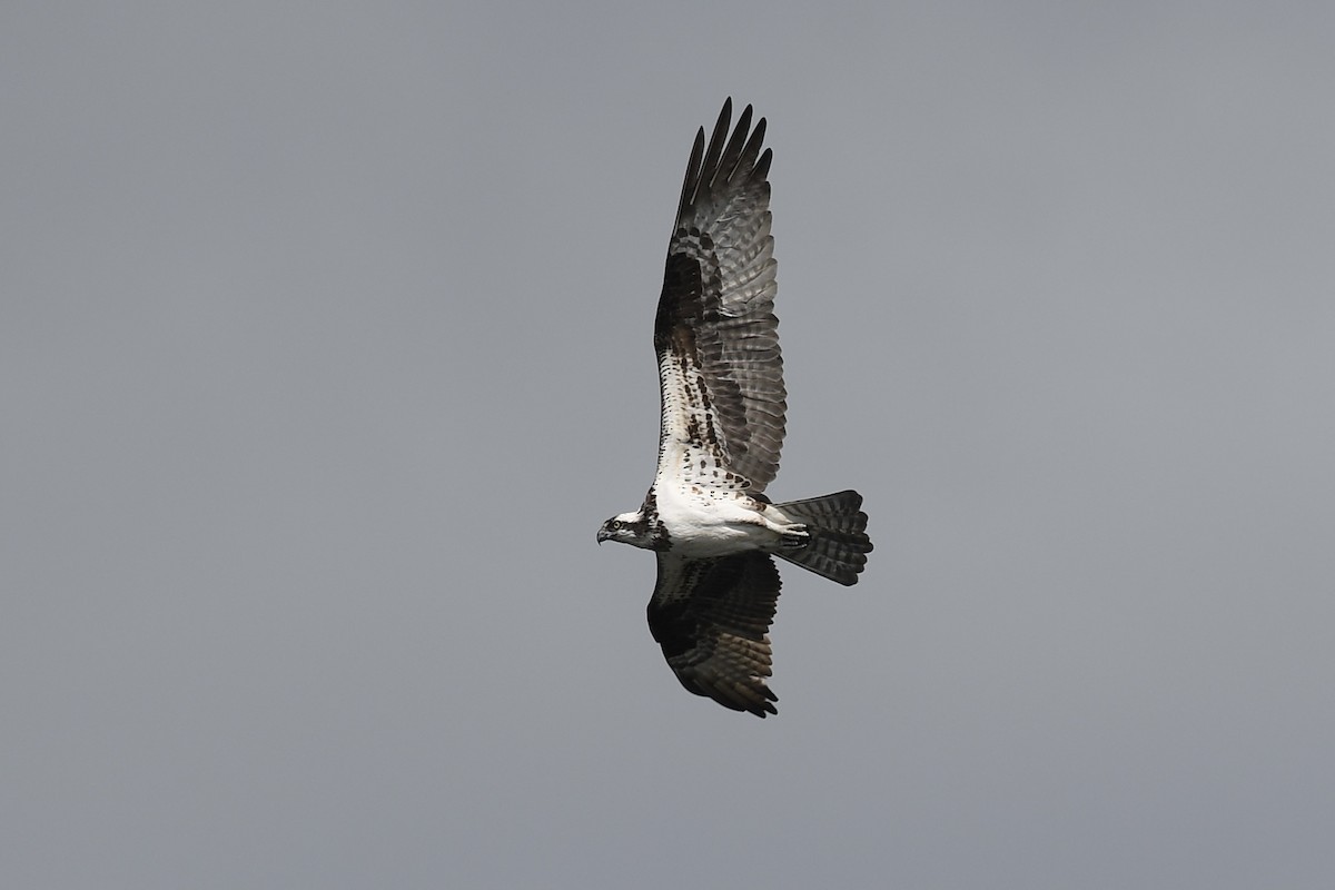 Águila Pescadora - ML341631181