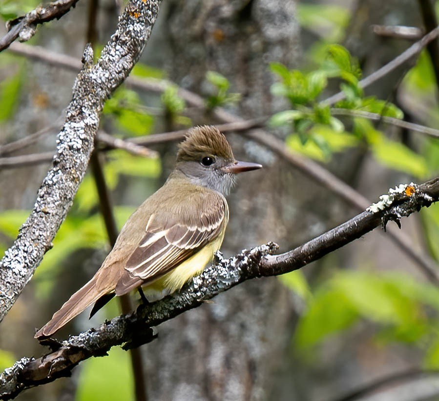 Great Crested Flycatcher - Anne-Marie Dufour