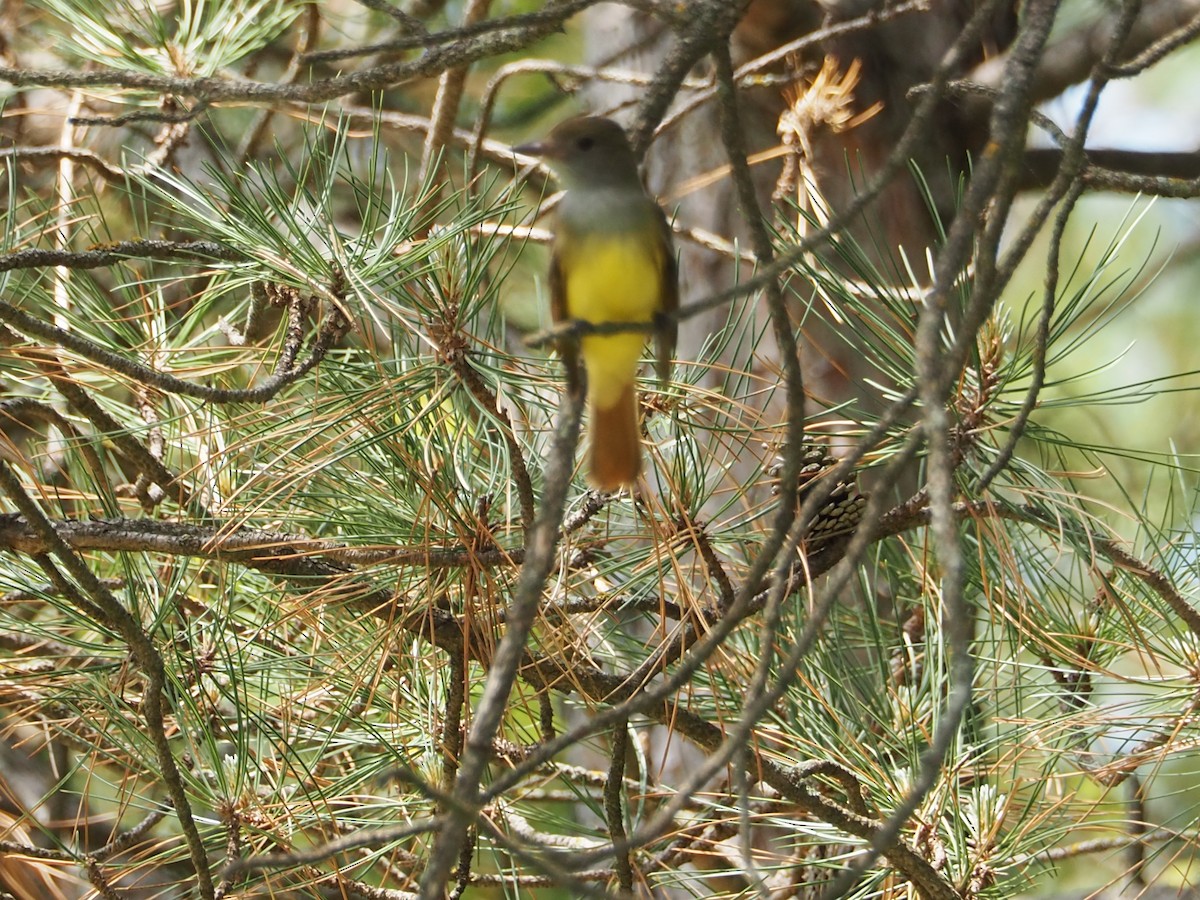 Great Crested Flycatcher - ML341634831