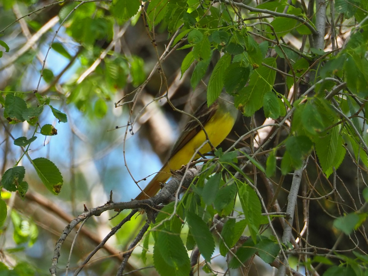 Great Crested Flycatcher - ML341634851