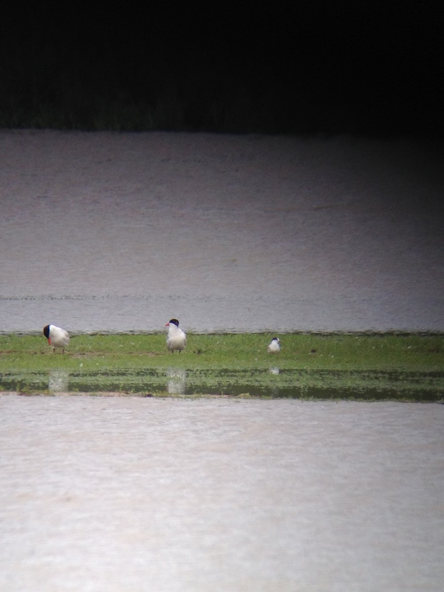 Common Tern - ML34163491