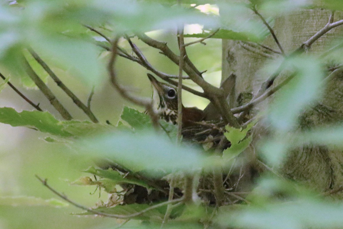 Wood Thrush - ML341635521