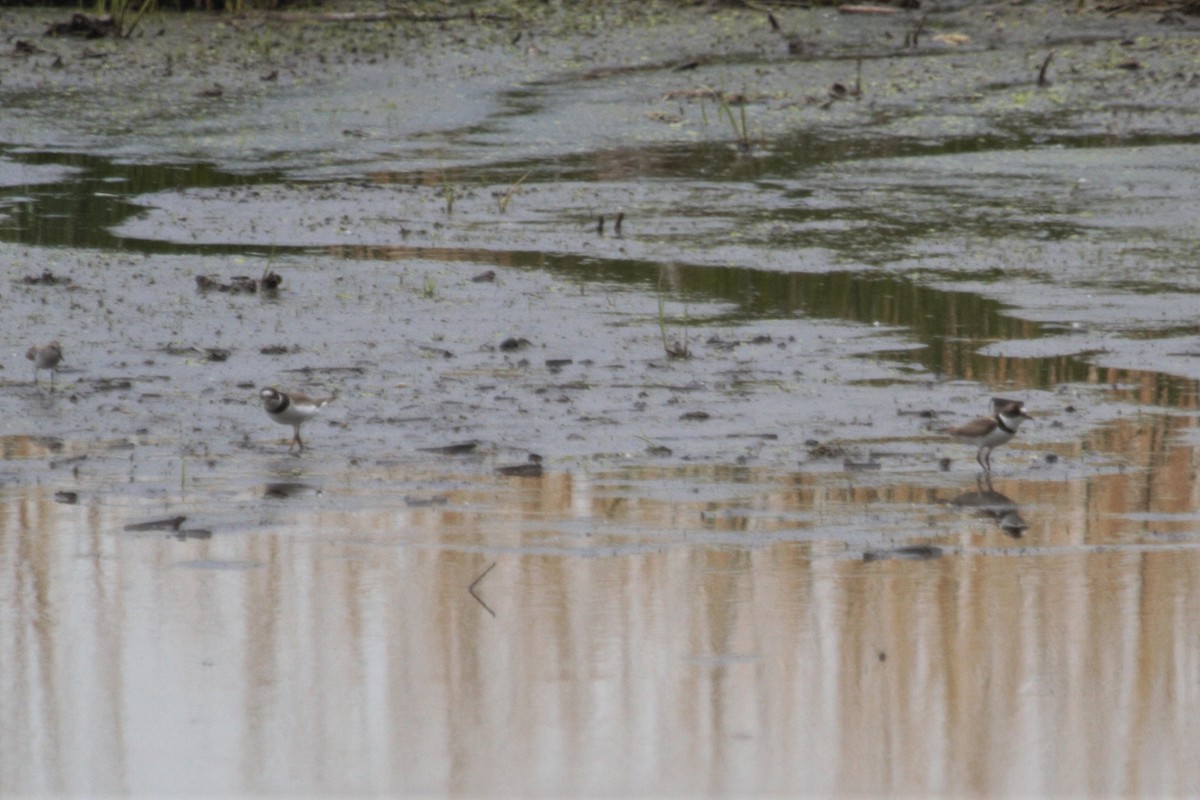 Semipalmated Plover - ML341635801