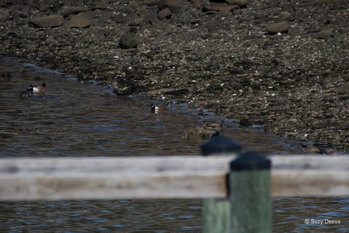 American Wigeon - ML341637051