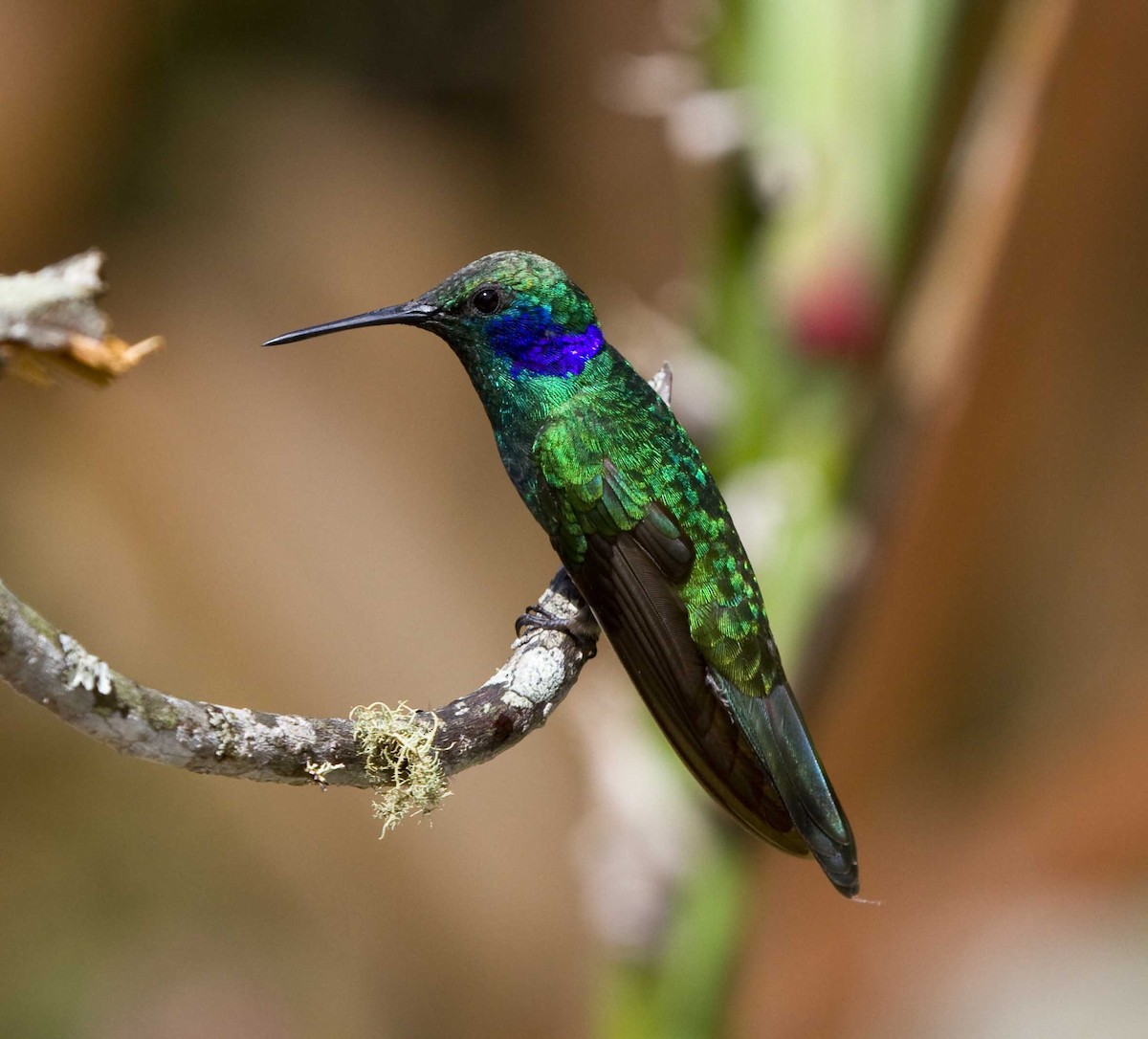 Berg-Veilchenohrkolibri - ML34163901