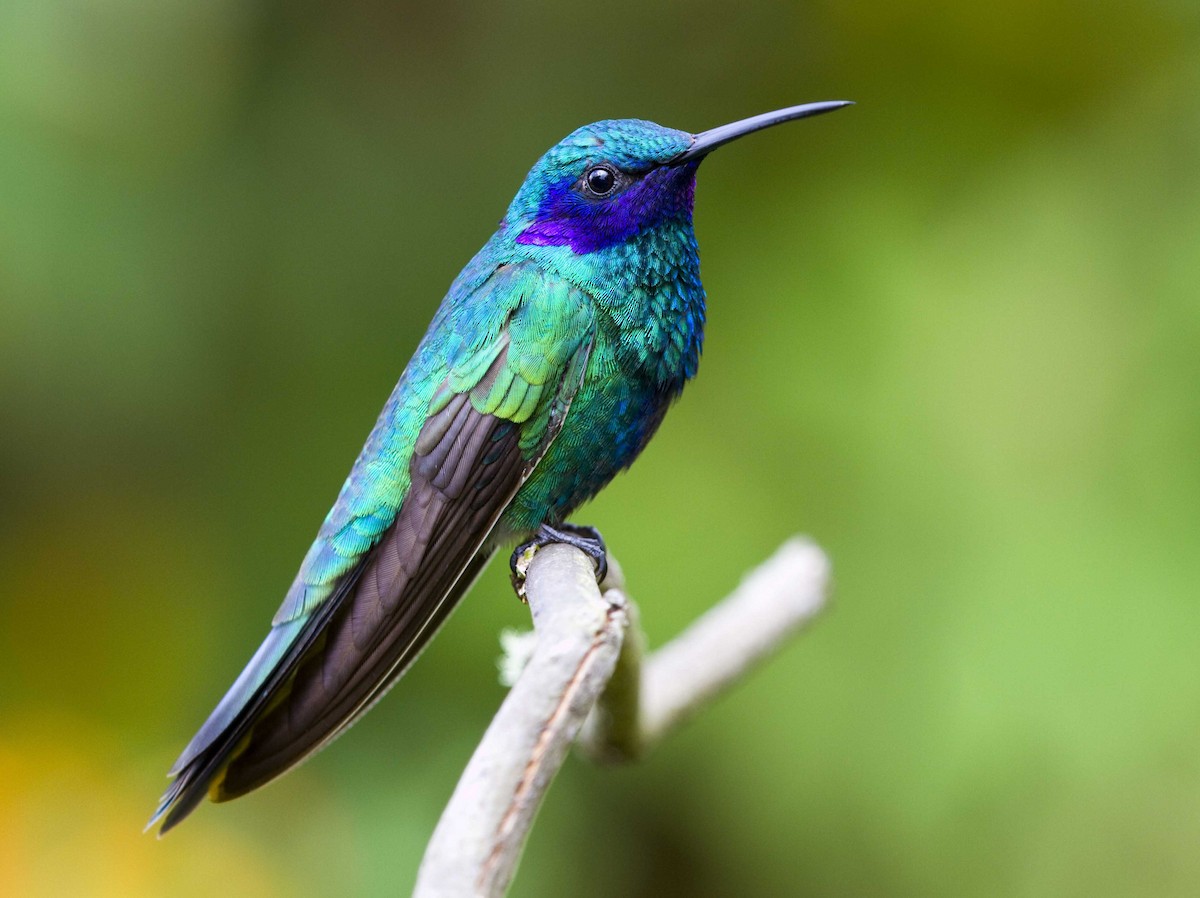 Colibrí Rutilante - ML34163991