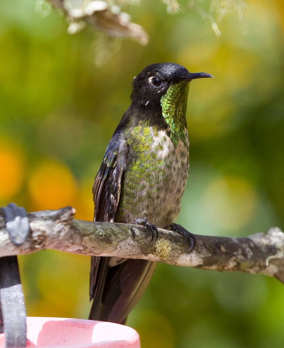 Black-backed Thornbill - ML34164051