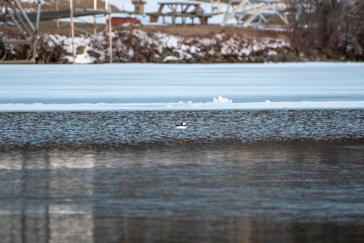 Bufflehead - ML341640691