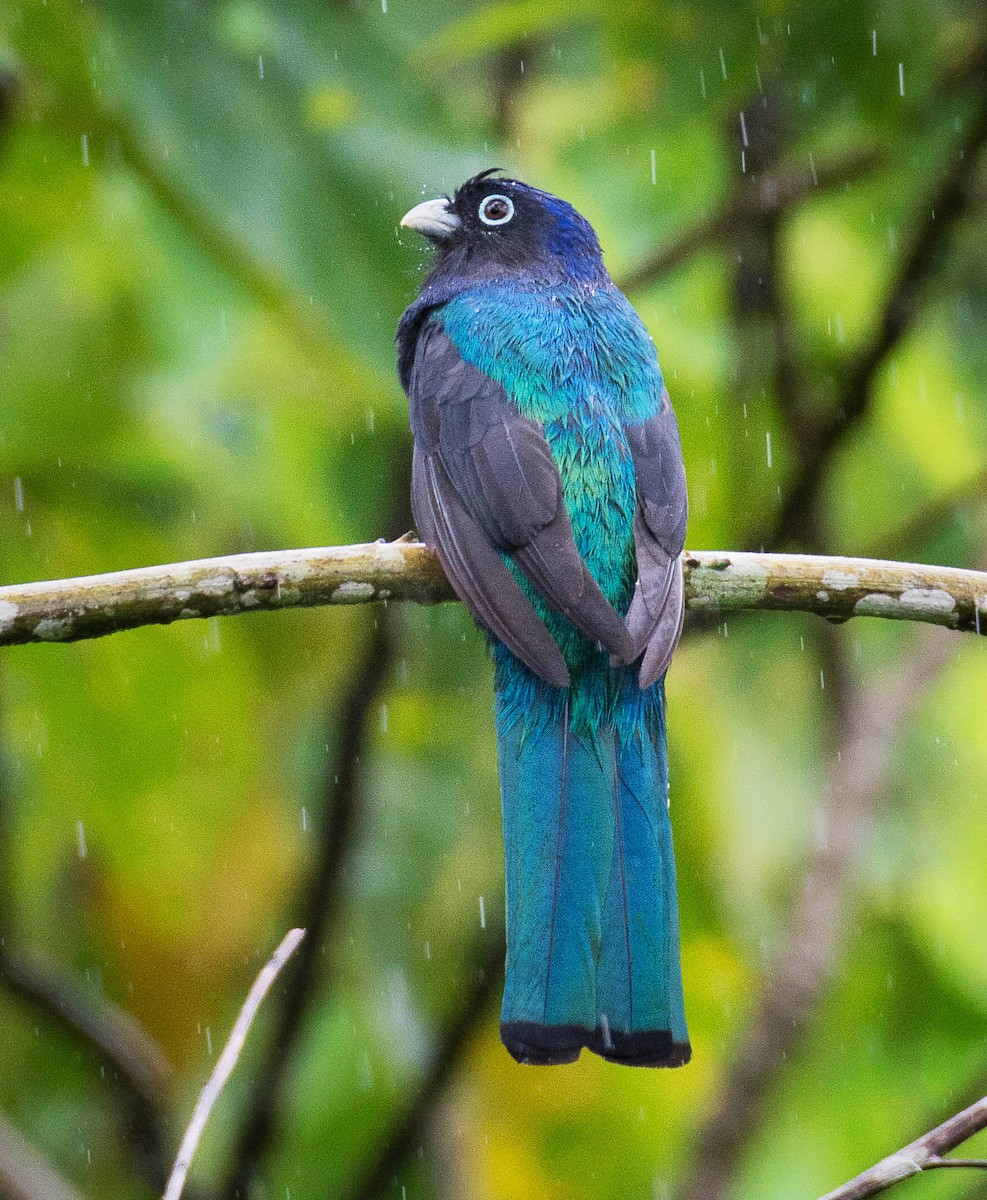 Trogon à queue blanche - ML341640881