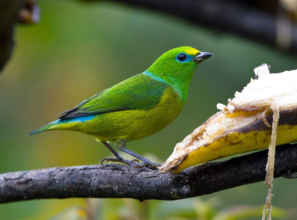 Blue-naped Chlorophonia - Linda Rudolph