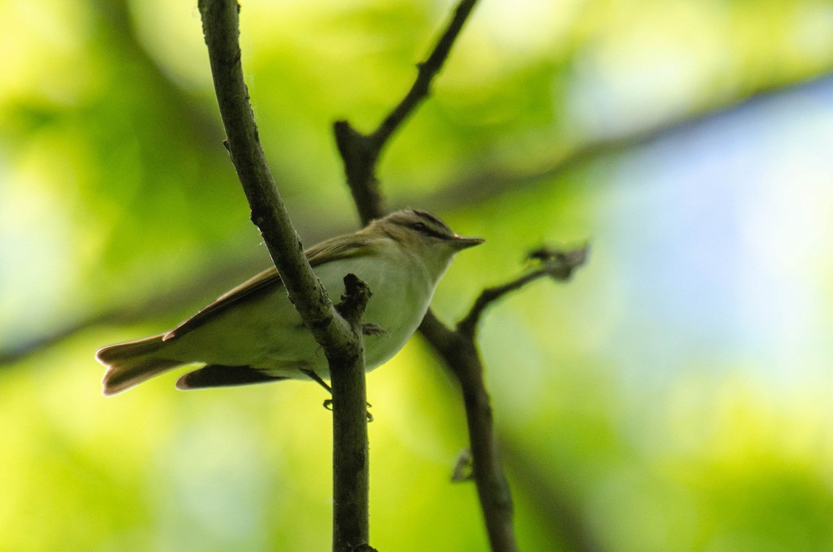 Red-eyed Vireo - ML341642591