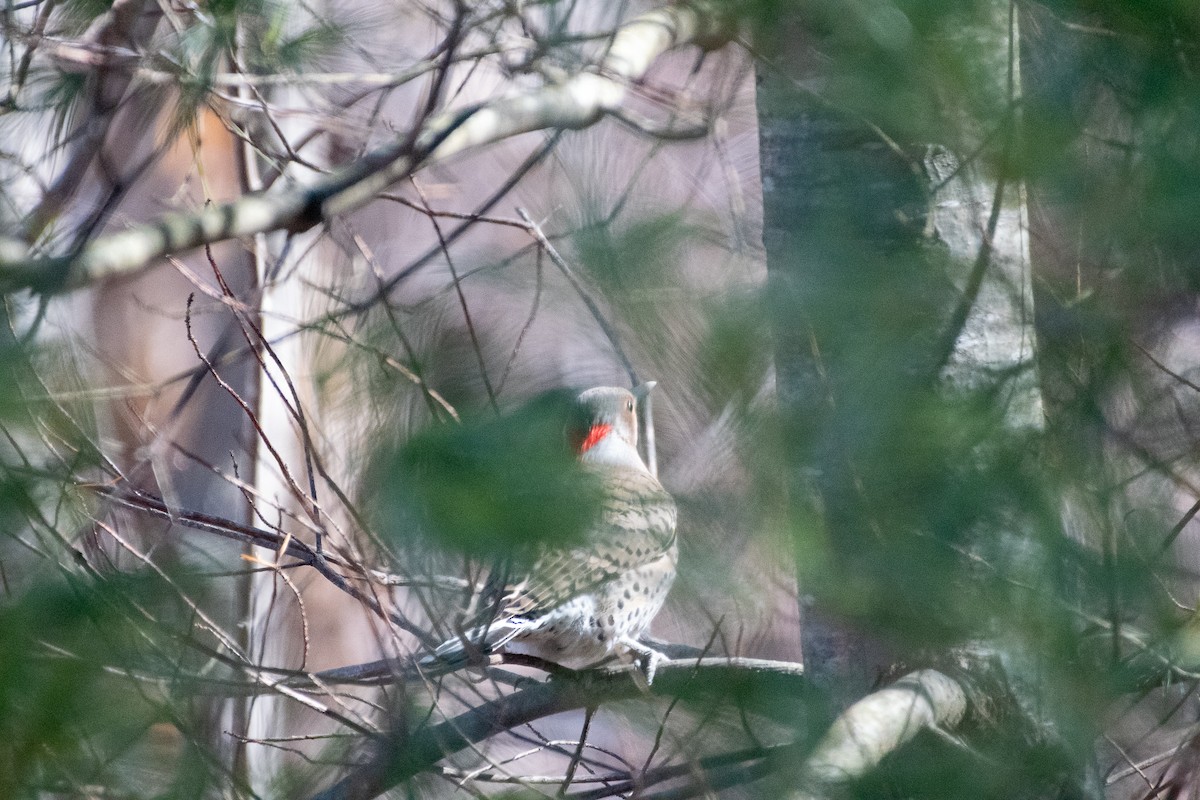 Northern Flicker (Yellow-shafted) - ML341643021