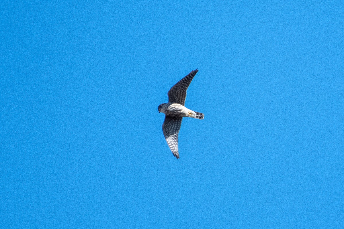 Faucon émerillon (columbarius) - ML341643061