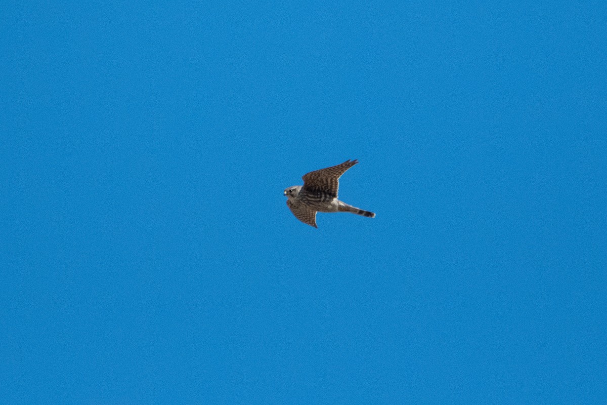 Faucon émerillon (columbarius) - ML341643071