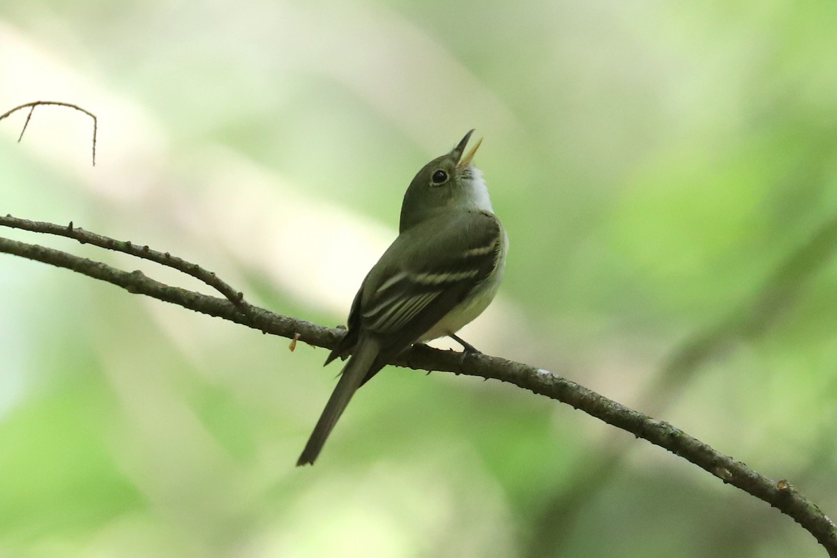 Acadian Flycatcher - Debra Rittelmann