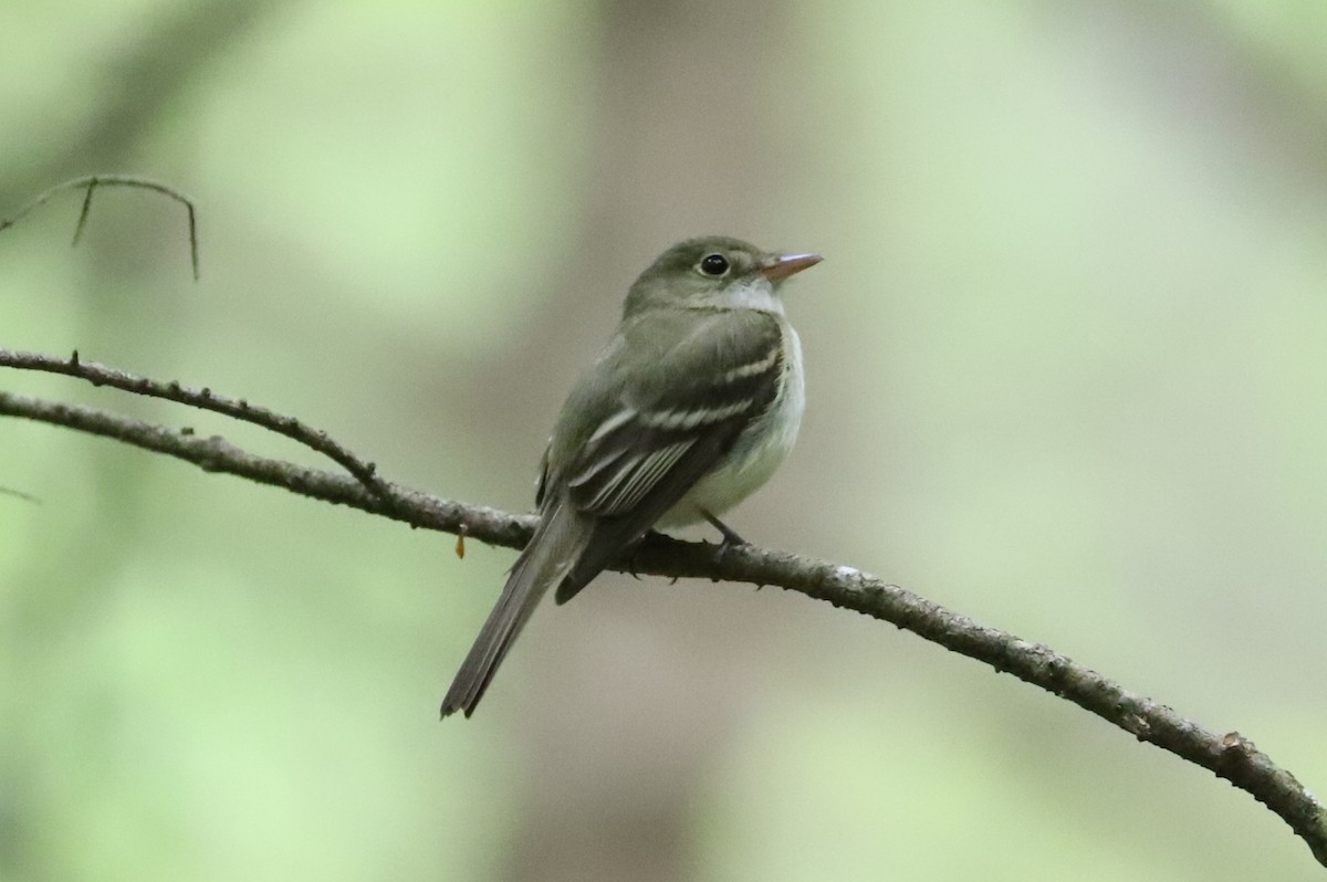 Acadian Flycatcher - Debra Rittelmann