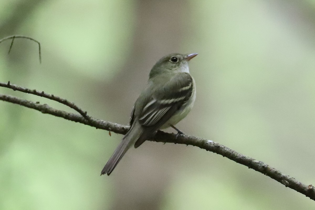 Acadian Flycatcher - Debra Rittelmann