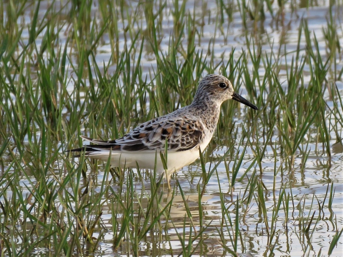 Sanderling - Alberto Gasquet Orradre