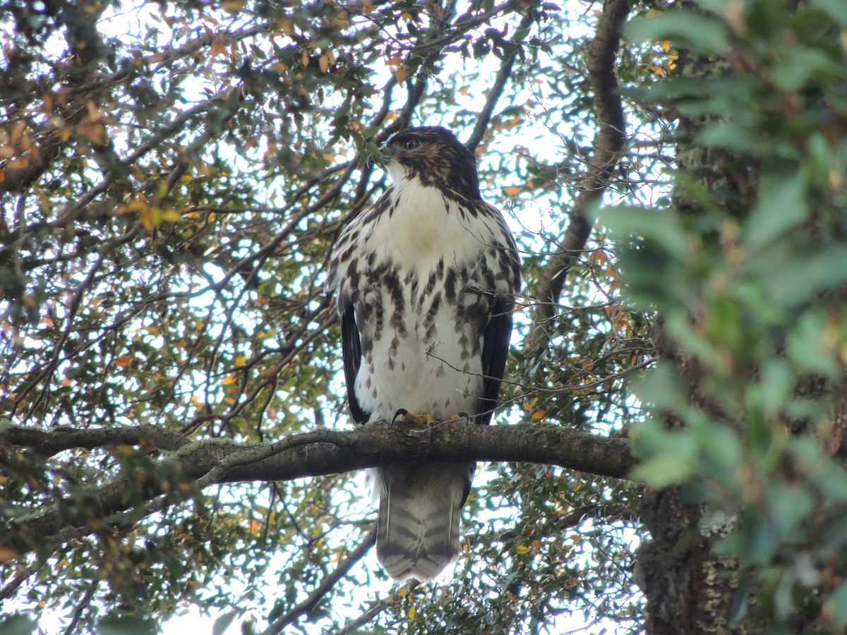 Rufous-tailed Hawk - Marcelo Cavicchia