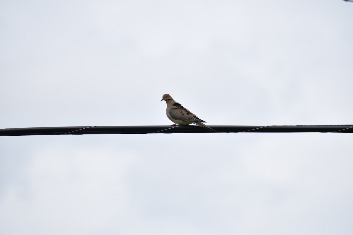 Mourning Dove - ML341644581