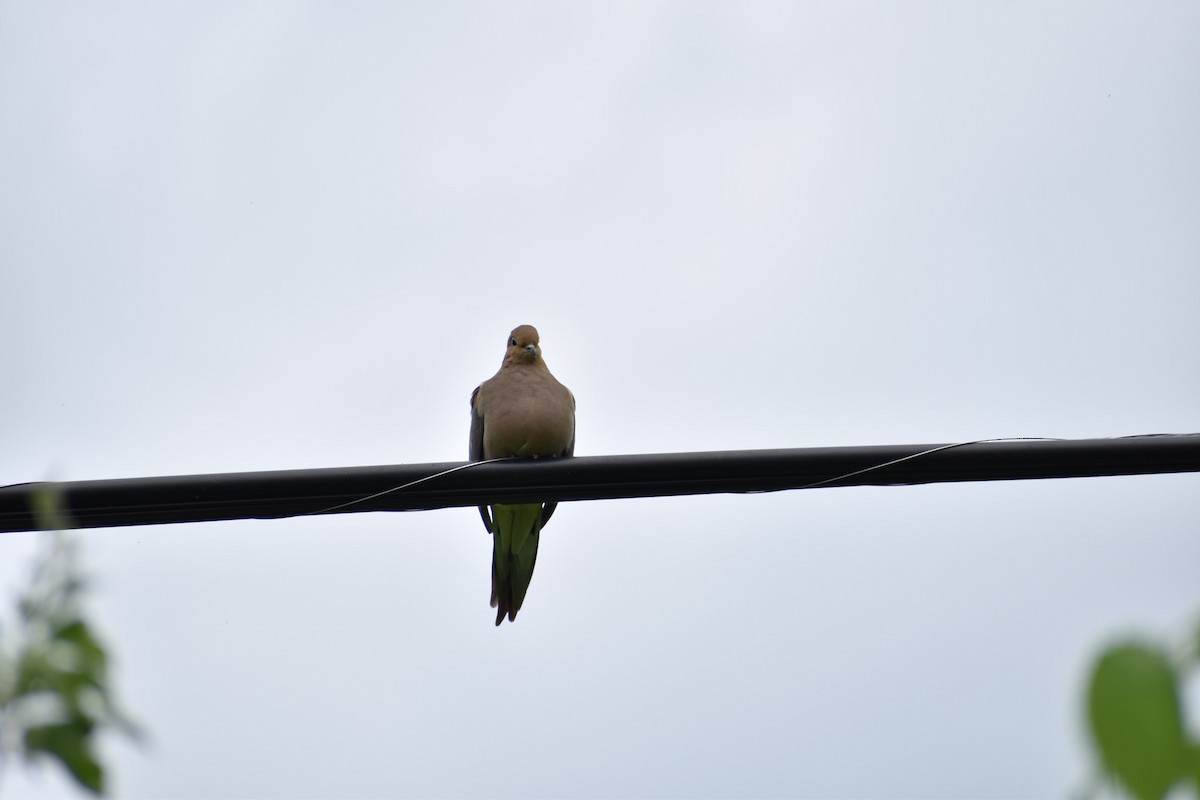 Mourning Dove - ML341644591