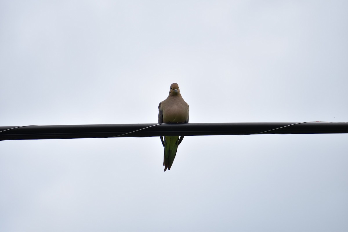 Mourning Dove - ML341644601