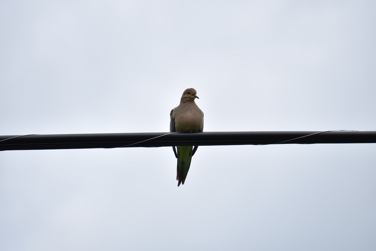 Mourning Dove - ML341644611