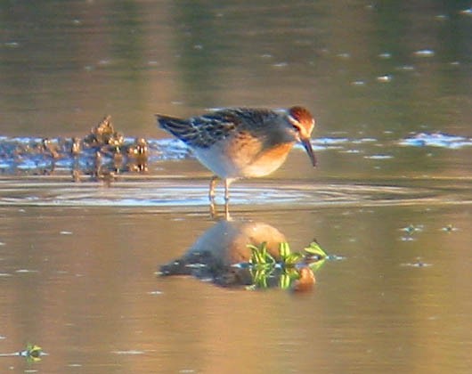 Sharp-tailed Sandpiper - Greg Gillson