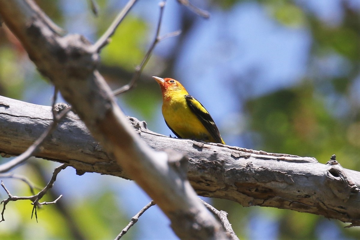 Western Tanager - ML341647501